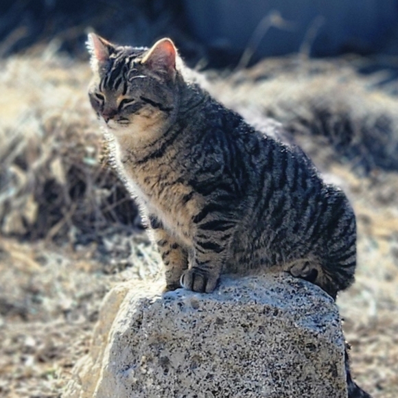 Pet Theme, SELL TOGETHER! Share Show! Cats, Dogs, Hand Crafted, Hand Made, Toys - Picture 5 of 5